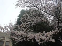 -武汉大学-樱园
