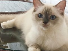 -momokira米努特·德文卷毛猫·棉花面纱犬