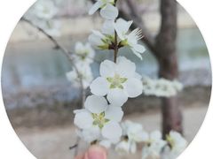 -桃花堤公园