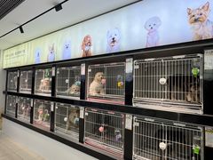 -翊宠yipet猫狗购宠庄园犬舍•猫舍