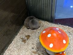 -龟与熊猫宠物公园(南坪店)
