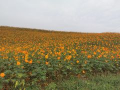 -紫颐香薰山谷景区
