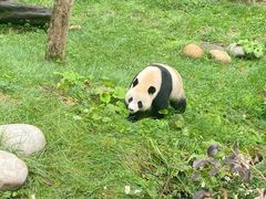 -中国大熊猫保护研究中心雅安碧峰峡基地