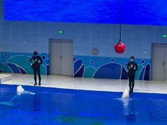 -石家庄极地海洋世界