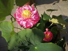 -莲花池公园