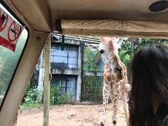 景点-清迈夜间动物园