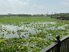 -天津东丽湖风景区
