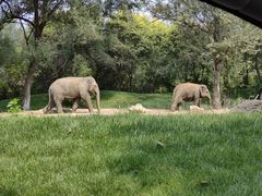 -北京野生动物园