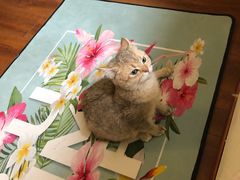 -Meowの猫咖(万家丽店)