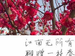 -香雪海