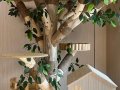 -唐小姐の私宠·宠物洗护美容·撸猫馆·购宠(周浦万达旗舰店)