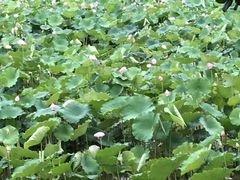 -韶山毛泽东同志故居