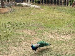-深圳野生动物园