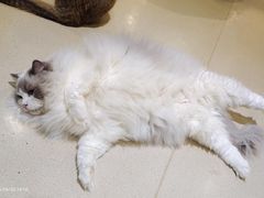 -藏猫猫咖啡主题馆(中央大道店)