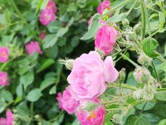 -国家植物园南园