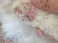 -楼上猫咖(罗湖店)