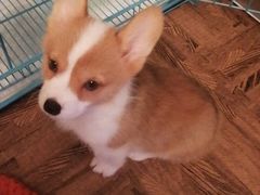 -翊宠yipet猫狗购宠庄园犬舍•猫舍