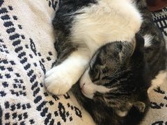 -平行世界·猫咖(首经贸店)