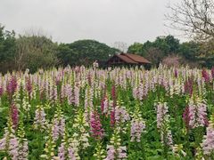-厦门园林博览苑
