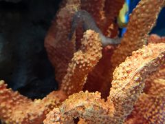 -暹罗海洋世界