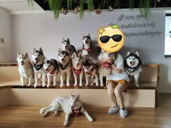 -Husky Go! 哈士奇体验馆·宠物咖啡厅狗咖