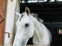 -松声马术俱乐部