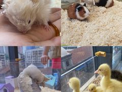 -怪兽屋·羊驼·猫咖·狗咖(俊华广场店)