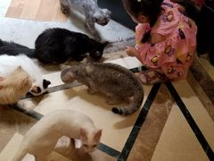 -猫色咖啡·猫咖