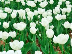 -洛阳郁金香牡丹园