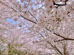 -高东镇樱花园