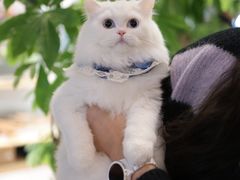 -momokira米努特·德文卷毛猫·棉花面纱犬
