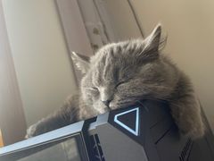 -喵zoo家庭繁育猫舍(尖东智能花园店)