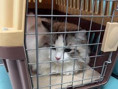 -嘉馨宠物医院·CT影像转诊·心脏科·犬猫全科诊疗中心(下沙大学城院区)