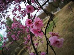 -秀丽东方