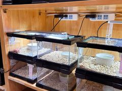 -青石桥花鸟鱼虫市场(叠翠城店)