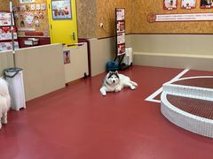 -和它·交个朋友·狗咖猫咖(爱琴海店)