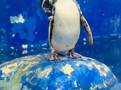 -太平洋海底世界