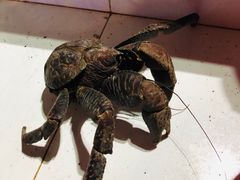 -海盗餐厅