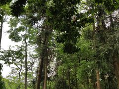 -象山森林公园
