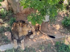 -西霞口神雕山野生动物世界