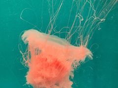 -海合安成都极地海洋公园