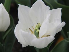 -上海鲜花港
