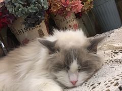 -共舞时光猫咖·狗咖(新街口店)
