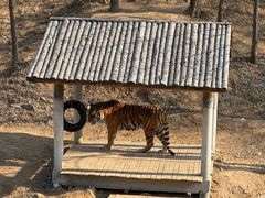 -石家庄市动物园