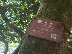 -普陀山风景区-佛顶山