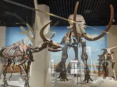 -国家自然博物馆