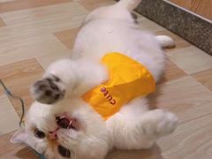 -集宠猫柠宠物生活馆