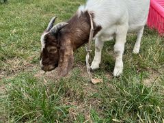 -廊坊固安福朋喜来登酒店