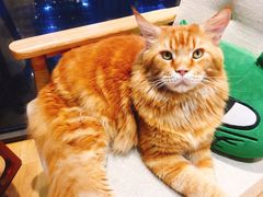 -藏猫猫咖啡主题馆(中央大道店)