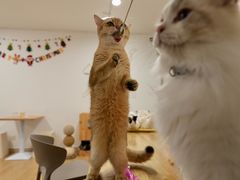 -有喵·猫咖·狗咖·30几只猫10只小狗(岗厦店)